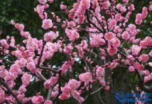 中国最美丽的十大梅园|爱分享