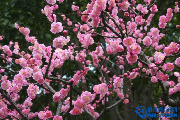 中国最美丽的十大梅园插图9