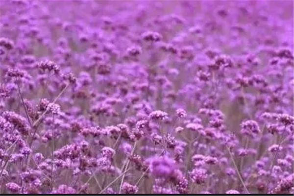 亳州十大景区排行榜：恋蝶谷上榜，花戏楼团第三插图5