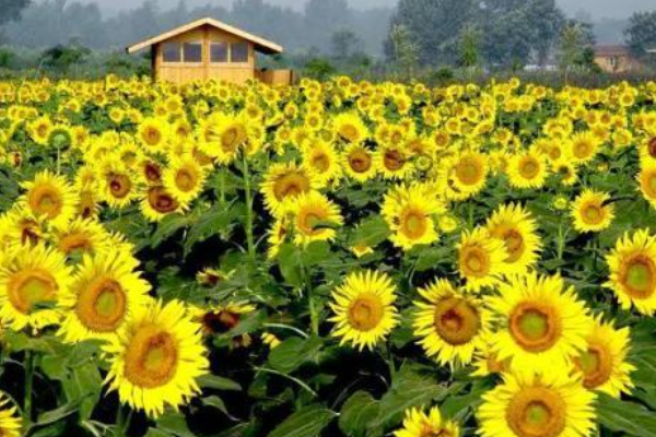 郑州好玩又免费的景点排名 如意湖上榜，科技馆最具教育意义插图3