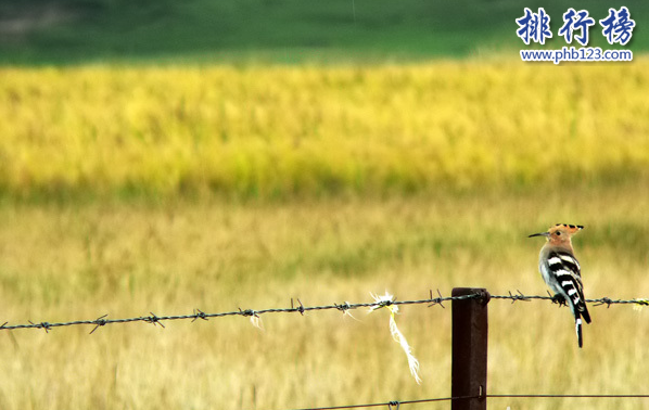 暑假去哪儿好玩又省钱?暑假穷游十大最佳景点插图1