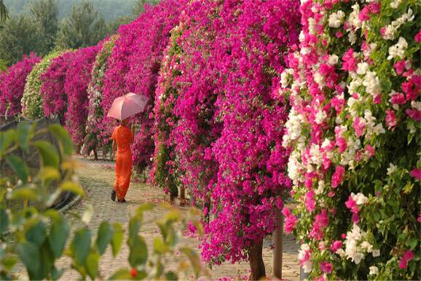 西双版纳州好玩的地方推荐 西双版纳州好玩的地方排行榜插图6