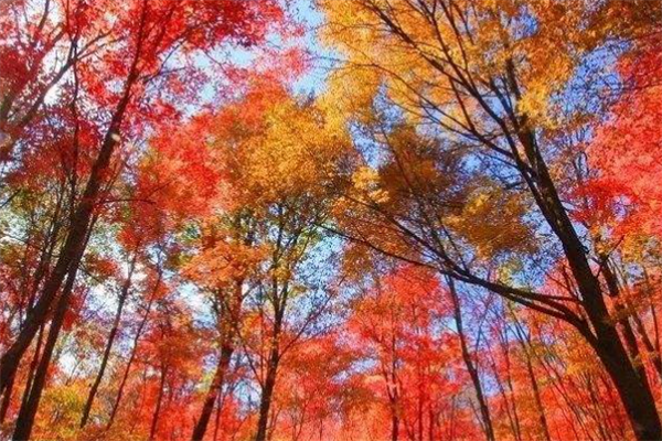 吉林十大风景名胜排行榜：红叶谷上榜，第十游乐项目众多插图4