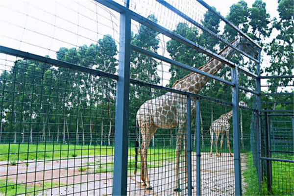 东莞十大最具特色景点：东莞可园第二，第一观音佛教文化插图6