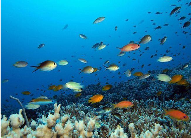 世界十大潜水圣地 伯利兹大蓝洞上榜（全球最深）插图2