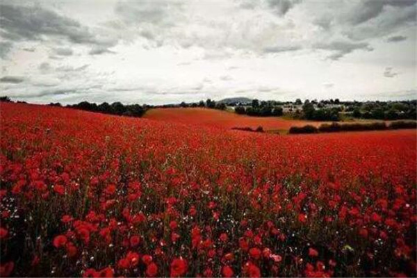 世界十大花海 最浪漫不过普罗旺斯薰衣草，一定要去插图9
