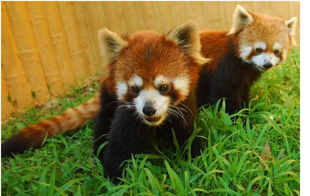 深圳十大儿童游乐园 深圳适合孩子玩的景点插图7