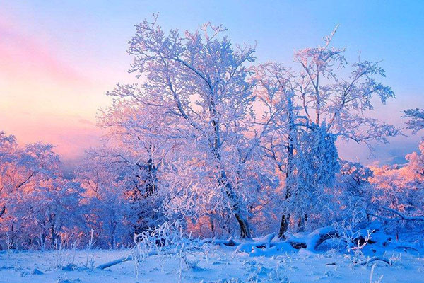 十大国内过年适合旅游的地方 罗平上榜 领略独特年味插图4