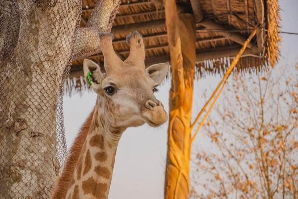 中国十大最受欢迎动物园 广州长隆野生动物世界上榜插图3