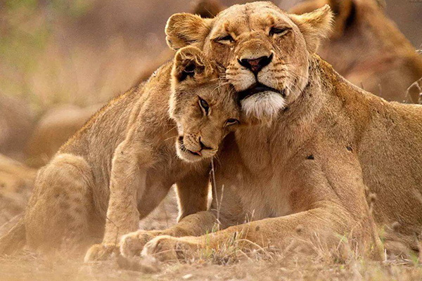 南非十大必去景点:南非不止有钻石还有美景和憨态可掬的企鹅插图5