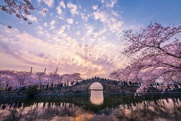 中国三大赏樱胜地：湖北除了武大还有另一地点上榜插图