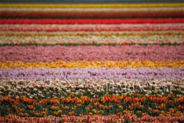 世界十大花海 最浪漫不过普罗旺斯薰衣草，一定要去插图5