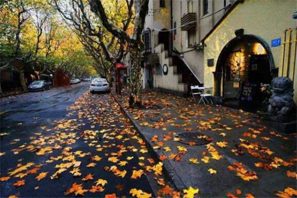 上海秋景最美的地方 美哭，你去过几条插图6