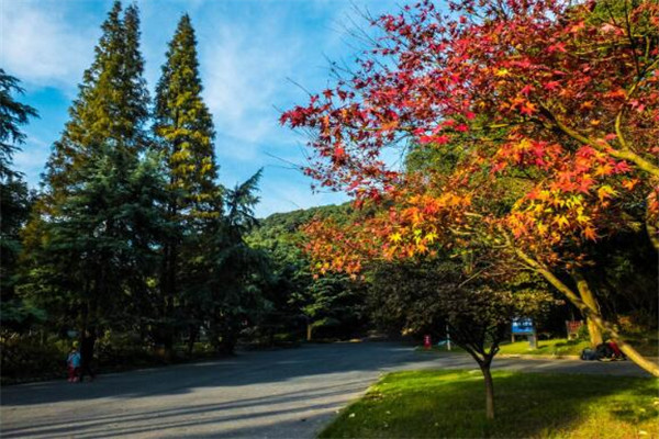 上海秋景最美的地方 美哭，你去过几条插图2