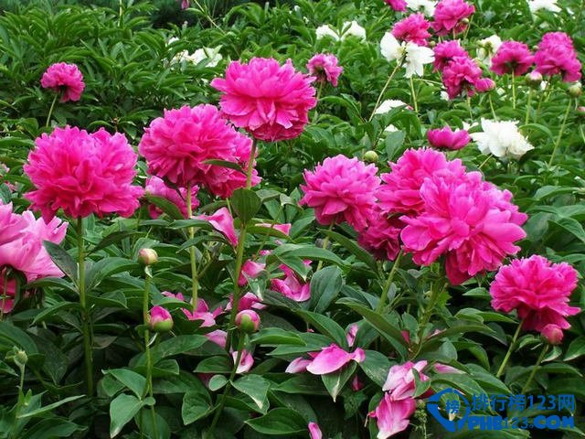 2016年最值得一去的十大踏青地插图6