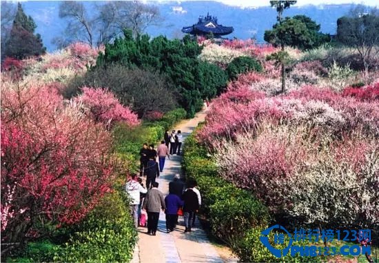 国内十大赏梅胜地插图
