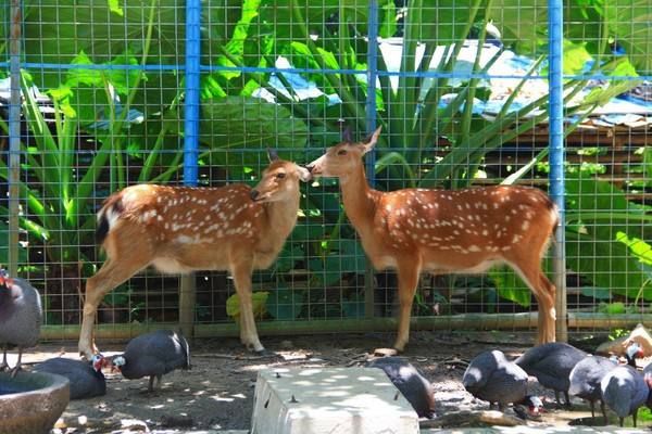 中国十大最受欢迎动物园 广州长隆野生动物世界上榜插图8