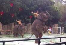 2017中国十大人气动物园排行榜,长隆野生动物世界第一|爱分享