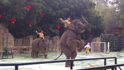 2017中国十大人气动物园排行榜,长隆野生动物世界第一插图