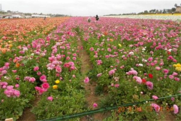 世界最著名的十大花海:普罗旺斯薰衣草园超浪漫 第10看油菜花插图2