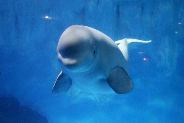 中国十大海洋馆 青岛上榜两家北京海洋馆珍稀动物多插图9