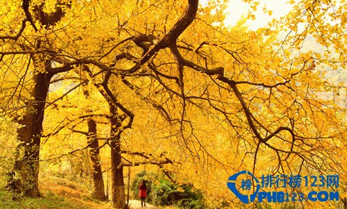 中国九大银杏圣地，去看满目金色插图