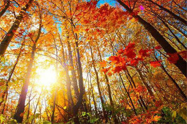 10月国内最佳旅游地点排行榜：蛟河红叶谷上榜，第2在新疆插图2
