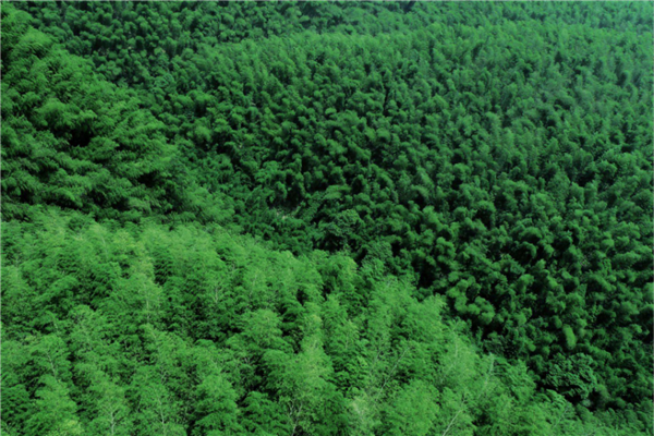 2020四川网红景点排名 熊猫基地独有 五彩池与大自然亲近插图2