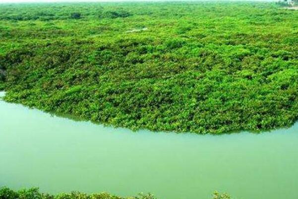 中国十大最美湿地排行榜 杭州西溪湿地上榜，第一在内蒙古插图9