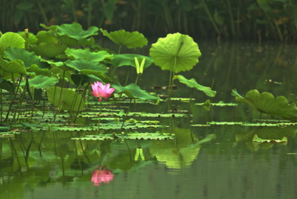 成都十大网红景点：锦里上榜，它是杜甫故居插图9