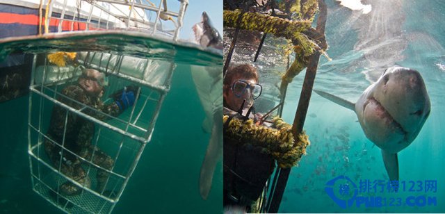世界八大鲨笼潜水胜地大盘点插图5