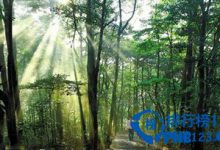 广东十大最美森林排行榜|爱分享