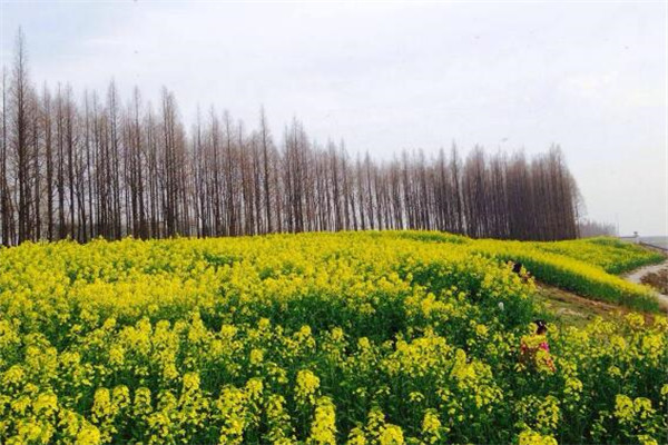 潜江最好玩的地方推荐 潜江好玩的地方排行榜插图5