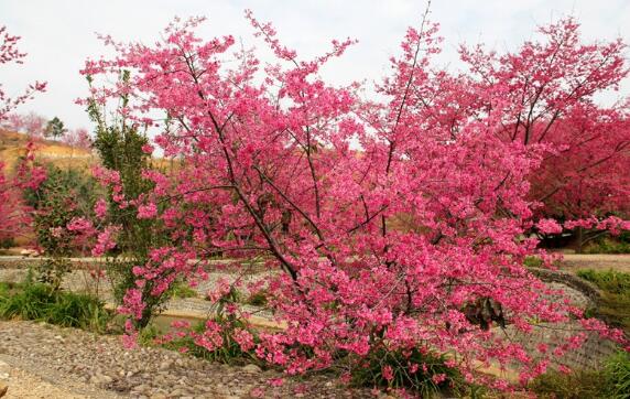 韶关好玩的地方排行榜 韶关十大最好玩的地方推荐插图4