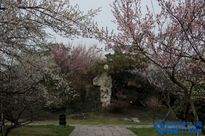 中国最美丽的十大梅园插图8