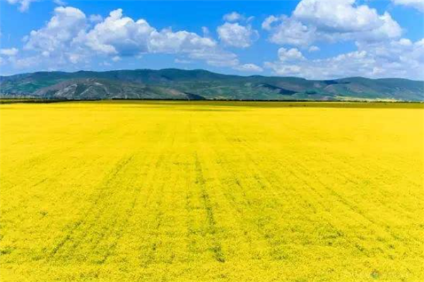 世界十大最美花海：郁金香花海上榜，第九迷人又危险插图9