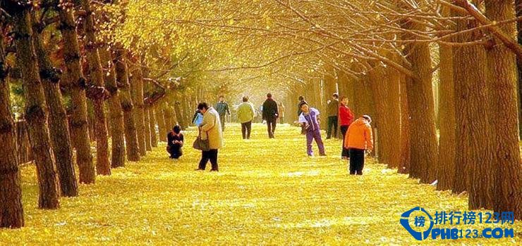 中国九大银杏圣地，去看满目金色插图5
