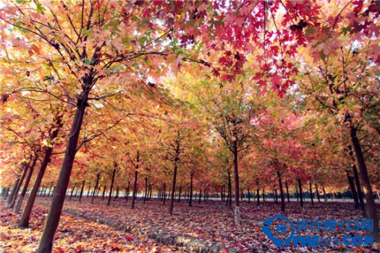 上海最美景点排行插图1