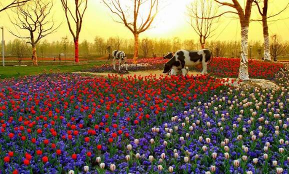 盐城好玩的地方排行榜 水街必去，荷兰花海带你体验异国情调插图9