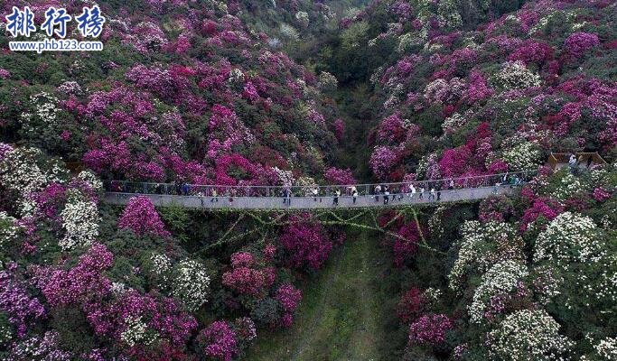 贵州5a景区有哪些？贵州5a景区人气排行榜插图4
