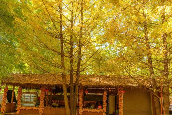 10-11月国内旅游最佳地排行榜 喀纳斯上榜第2美不胜收插图2