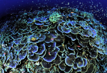 世界十大珊瑚礁 带你领略不一样的海底世界|爱分享