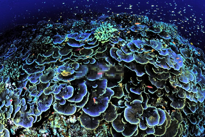 世界十大珊瑚礁 带你领略不一样的海底世界插图9