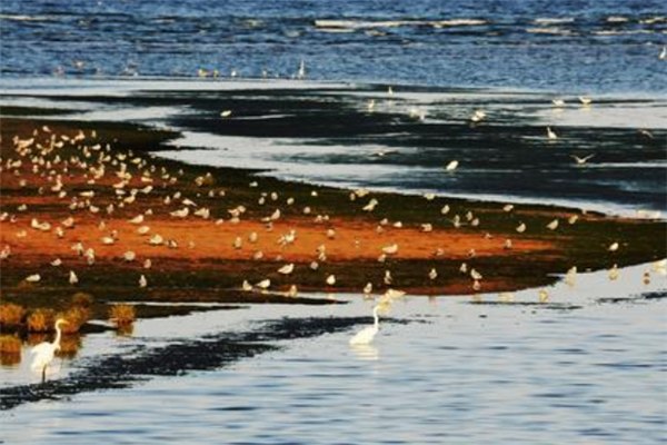 秦皇岛北戴河十大最好玩的景点：怪楼奇园上榜，第三是观鸟地插图8