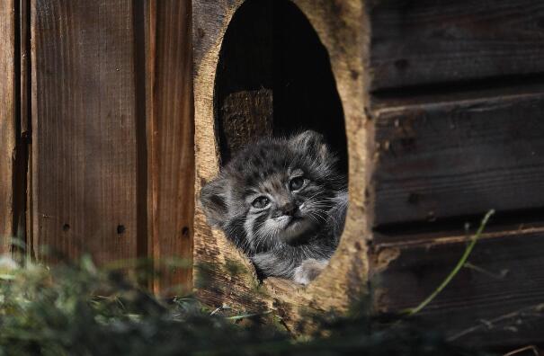 世界十个最大动物园 北京动物园第四，第一在德国插图7