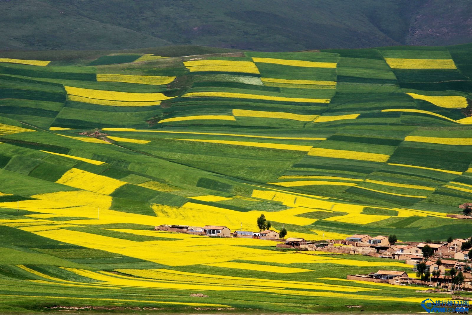 盘点2016中国最佳赏花十大圣地插图7