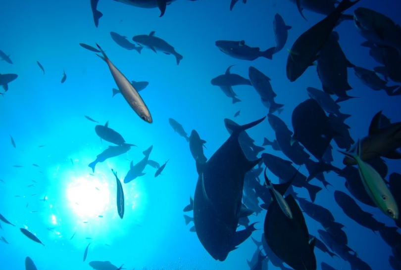 世界十大潜水圣地 伯利兹大蓝洞上榜（全球最深）插图3