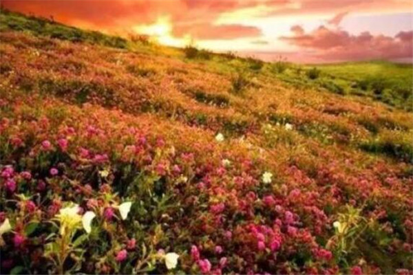 世界十大花海 最浪漫不过普罗旺斯薰衣草，一定要去插图3