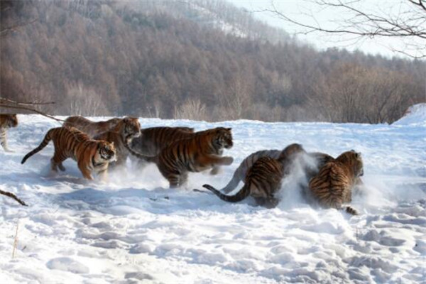 牡丹江有什么好玩的地方？盘点牡丹江好玩的地方排行榜插图8