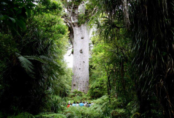 全球最美丛林排行榜 亚马逊热带雨林列第一，第三为童话诞生地插图4